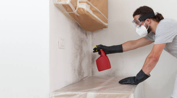 Professional Mold Cleanup technician working in Needham, MA